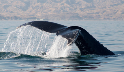 Ballena jorobada Megaptera novaeangliae - Los Órganos - Reserva Nacional Mar Tropical de Grau