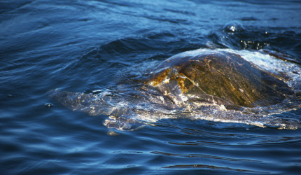 Tortugas marinas en mar abierto 