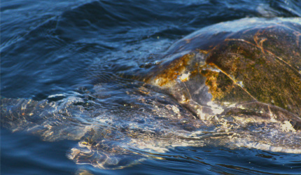 Tortugas marinas en mar abierto 