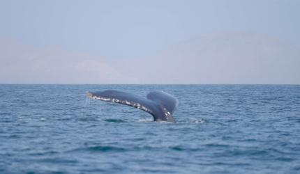 Ballena sumergiéndose en el mar