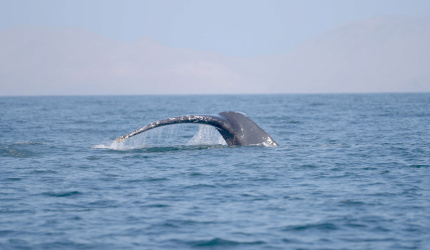 Ballena entrando al fondo del mar