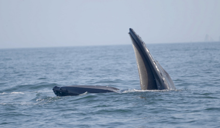 Ballena alimentándose en mar abierto 