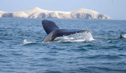 Ballena sumergiéndose en el océano