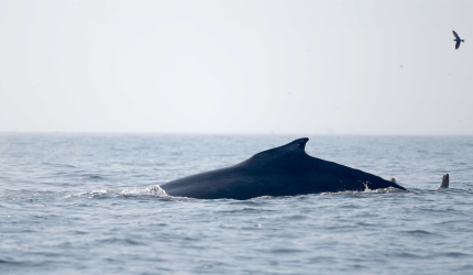 Ballena desplazándose en el mar