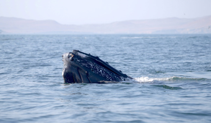 Ballena asomándose a la superficie