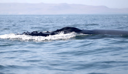 Ballena moviéndose por la superficie