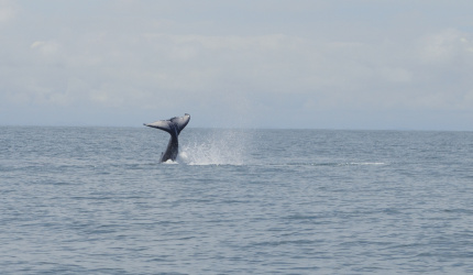 Serie de ballenato jugando con su aleta caudal en Uramba Bahia Malaga, Buenaventura, Colombia 