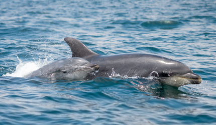Delfin nariz de botella con cría - Tursiops truncatus