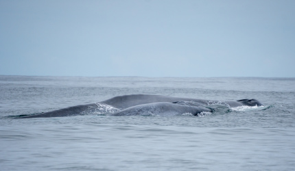 Ballena azul - madre con cría