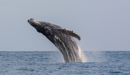 Ballena jorobada saltando - Megaptera novaeangliae