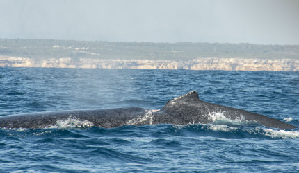 Dorso de una ballena adulta con una lesión o malformación