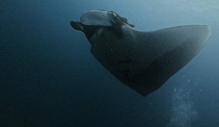 Mobula