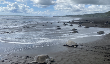 Arribada en Playa Ostional, setiembre 2022