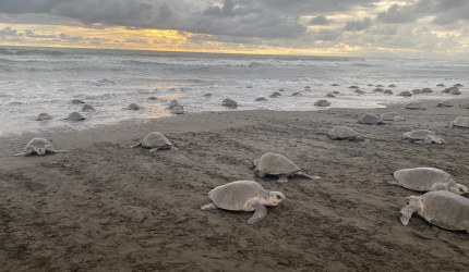 Arribada en Playa Ostional