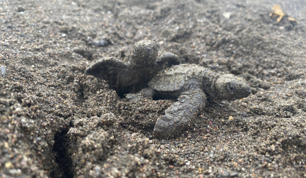 Nacimiento de neonato de tortuga lora (Lepidochelys olivacea)