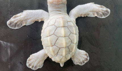 Un neonato de tortuga lora (albina), lamentablemente nace muerta 