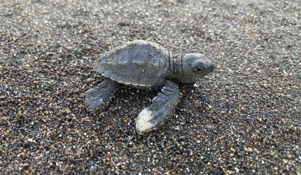 Coloración blanca en una aleta y deformidad en el caparazón del neonato de tortuga lora 