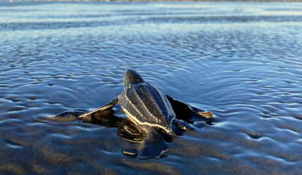 Liberación de Neonato de Tortuga Baula, playa Ostional.
