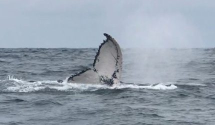 Aleta Caudal de Ballena Jorobada