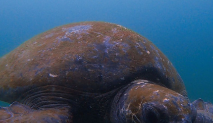 Tortuga Verde