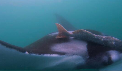 Mantaraya Gigante
