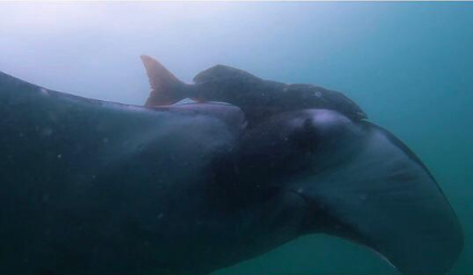 Mantaraya Gigante