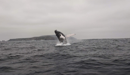 Ballena jorobada