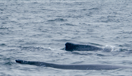 Ballena y ballenato navengando en Bahia Malaga, Buenaventura