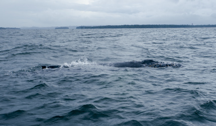 Espiraculo y aleta dorsal de ballena jorobada en Bahia Malaga, Buenaventura, Colombia