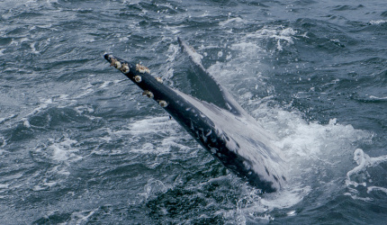 Aleta caudal de ballena jorobada en Uramba Bahia Malaga, Buenaventura, Colombia