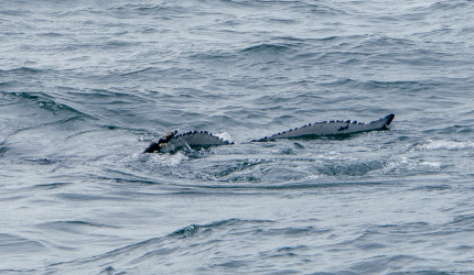 Ballena jorobada sumergiendo su aleta caudal en Uramba Bahia Malaga, Buenaventura, Colombia