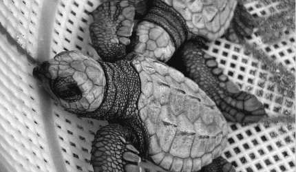 Neonatos de Tortuga Golfina (Lepidochelys olivacea)