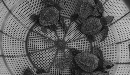 Neonatos de Tortuga Golfina (Lepidochelys olivacea)