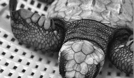 Neonato de Tortuga Golfina (Lepidochelys olivacea)
