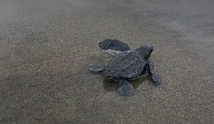 Neonato de Tortuga Golfina (Lepidochelys olivacea)