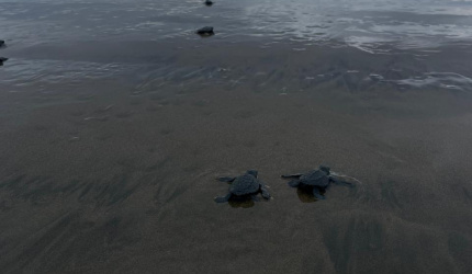 Neonatos de Tortuga Golfina (Lepidochelys olivacea)