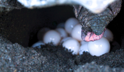 Huevos de tortuga lora
