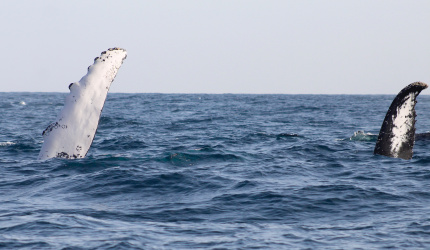 Side swimming