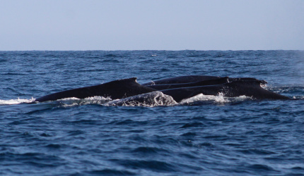 Grupo de competencia de ballenas jorobadas