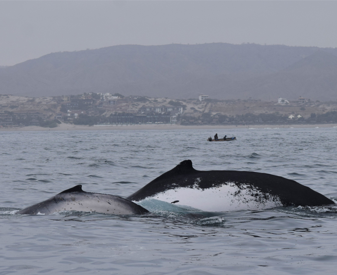Individuos de ballenas jorobadas en mar abierto 