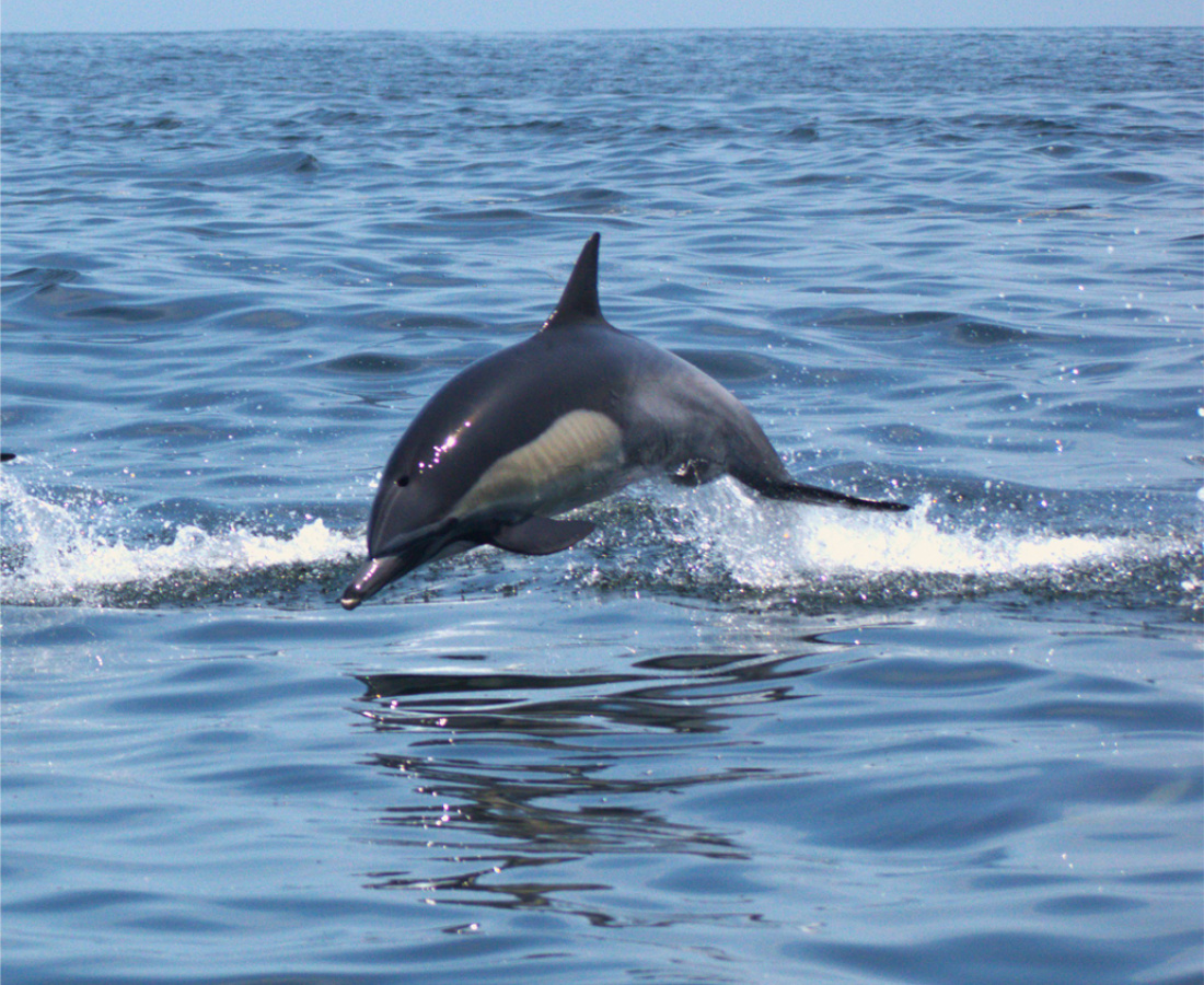 Orca en mar abierto 