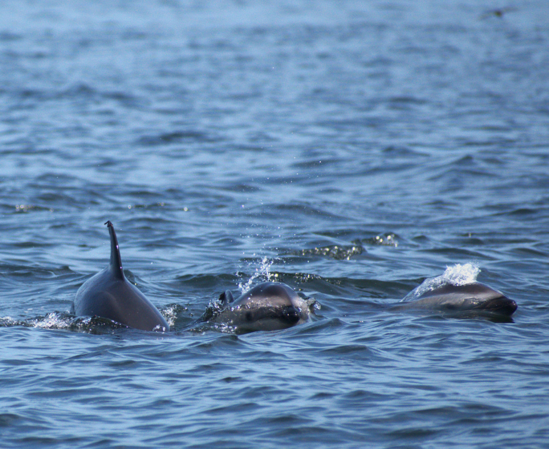 Individuos delfín oscuro en mar abierto 