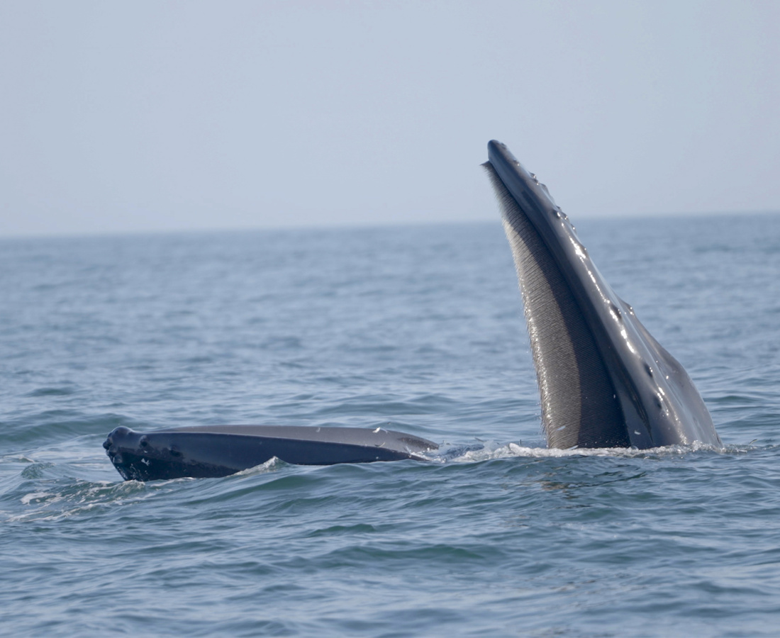 Ballena alimentándose en mar abierto 