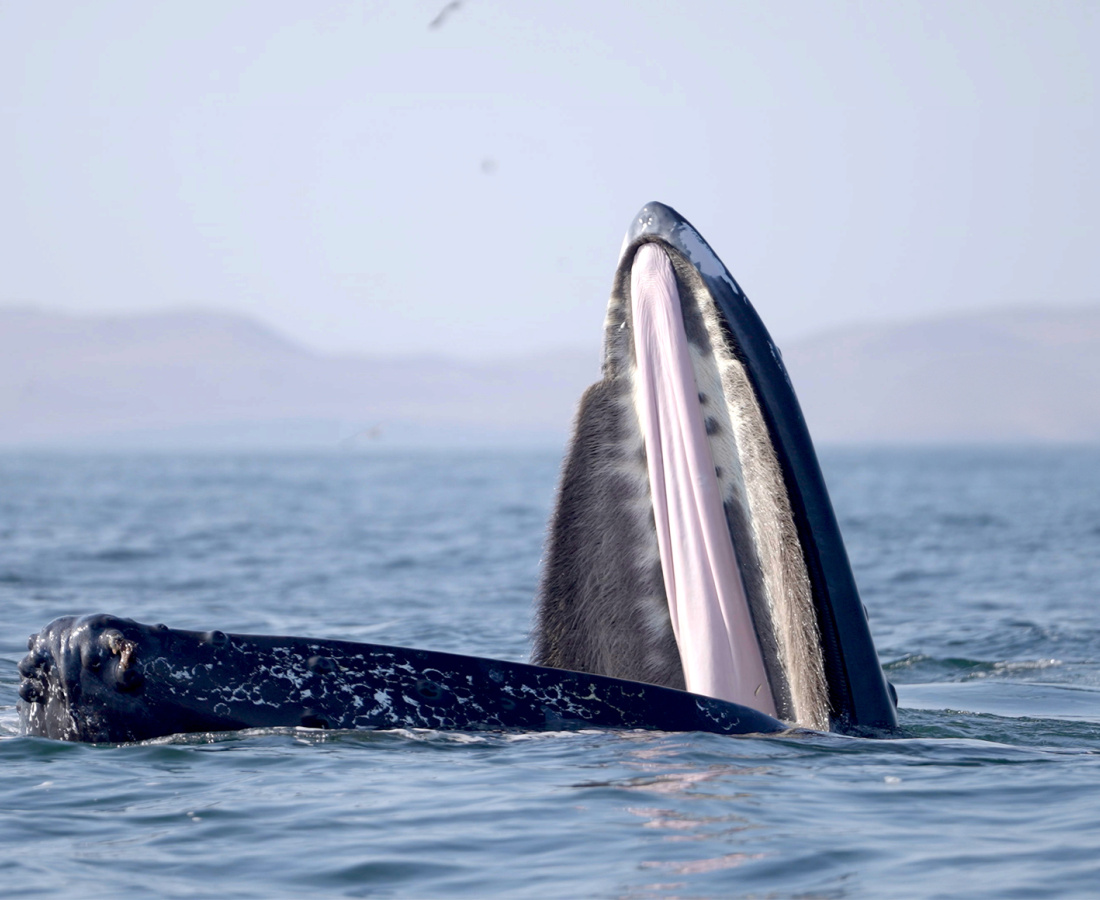 Ballena alimentándose en mar abierto 