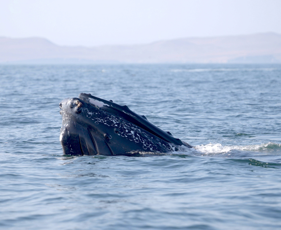 Ballena asomándose a la superficie