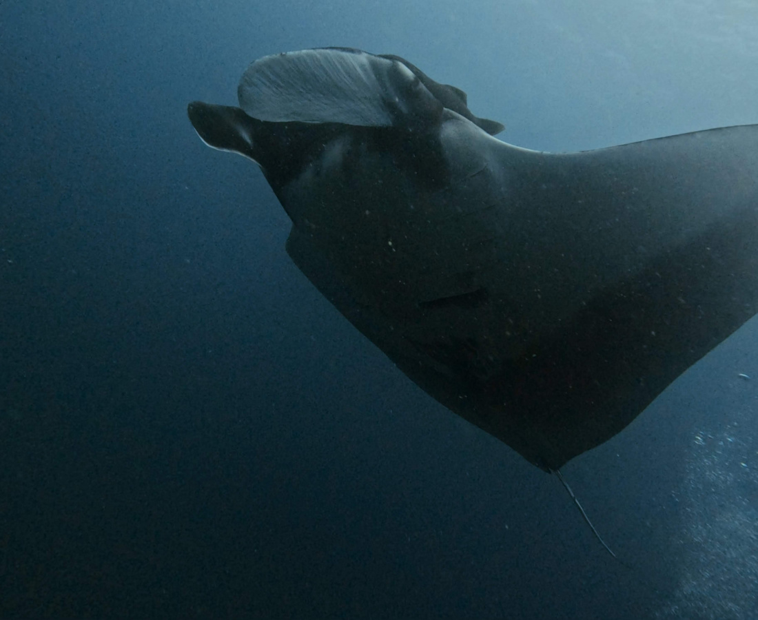 Mobula