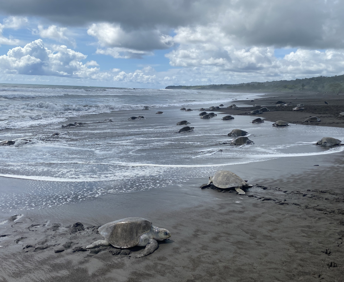 Arribada en Playa Ostional, setiembre 2022