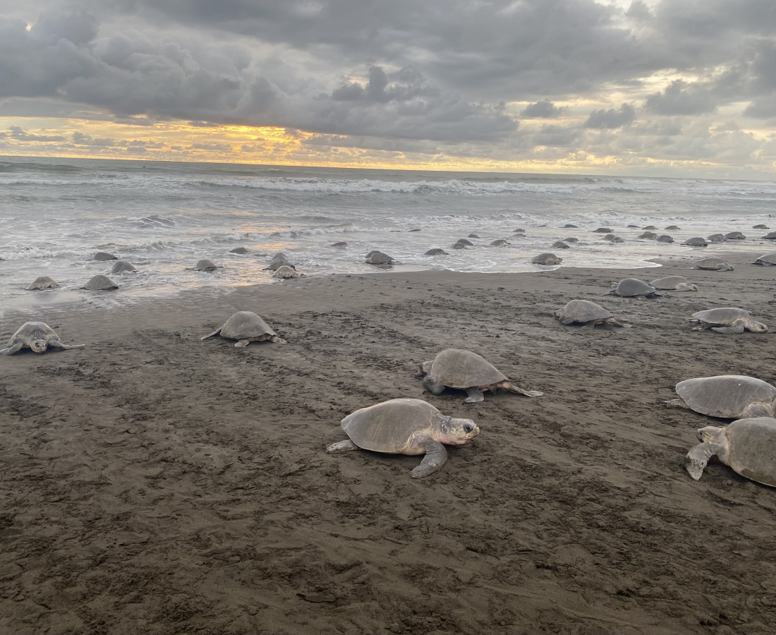 Arribada en Playa Ostional