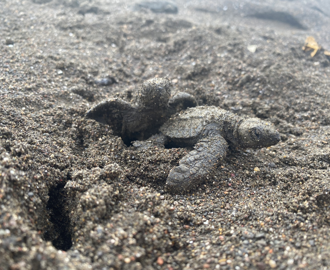 Nacimiento de neonato de tortuga lora (Lepidochelys olivacea)