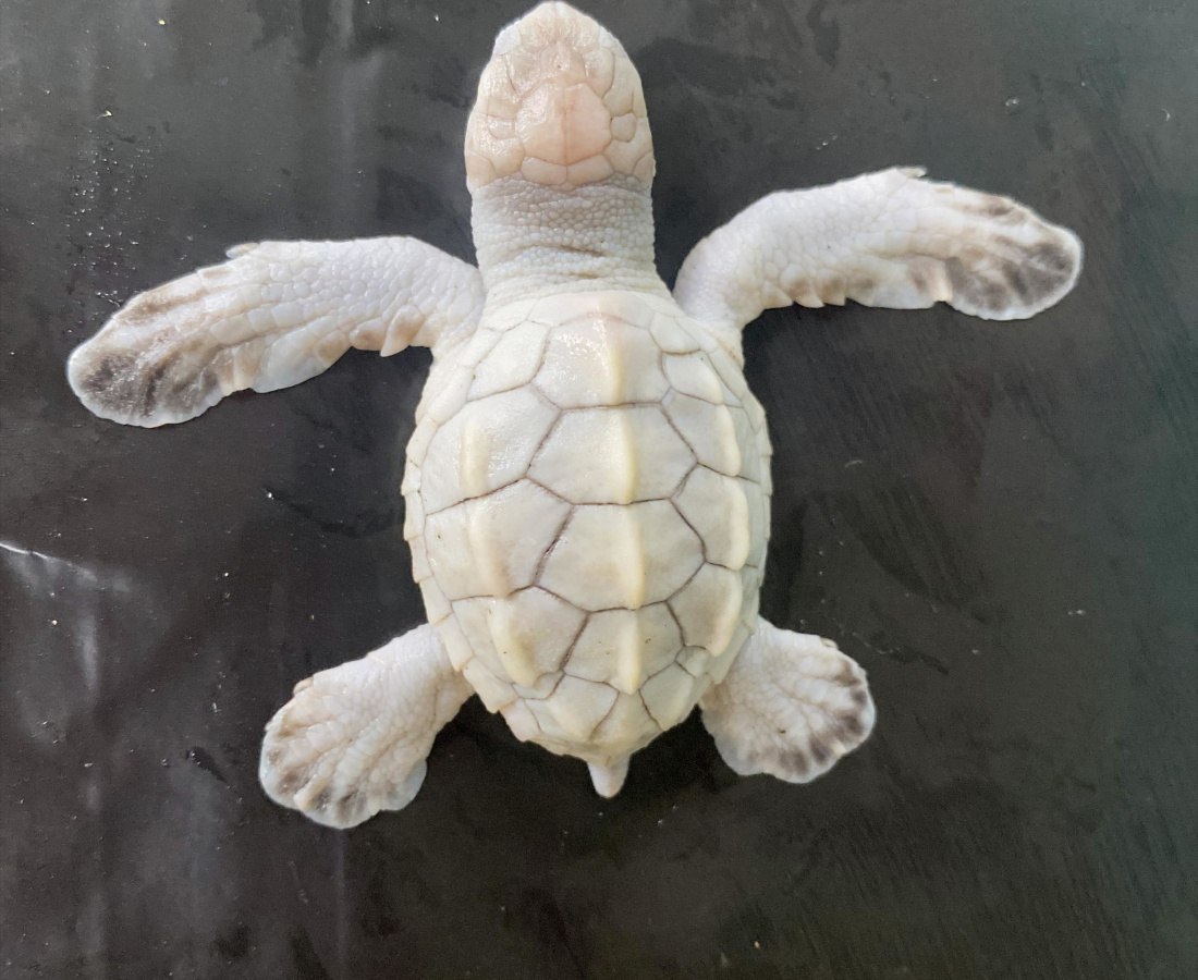 Un neonato de tortuga lora (albina), lamentablemente nace muerta 